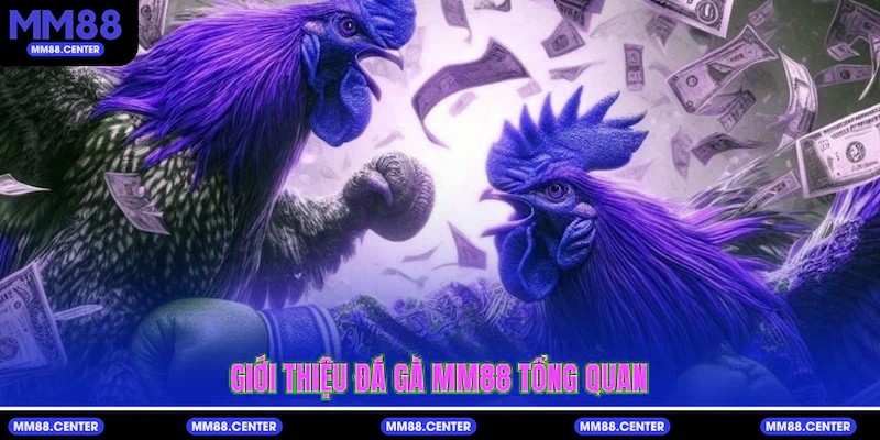 Giới thiệu Đá Gà mvp999 tổng quan