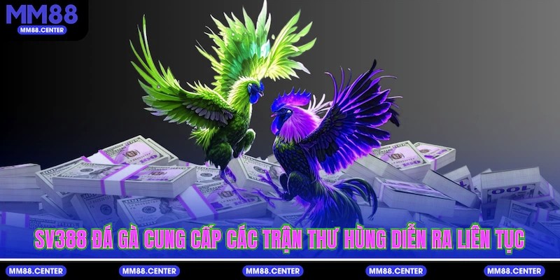 SV388 Đá Gà cung cấp các trận thư hùng diễn ra liên tục